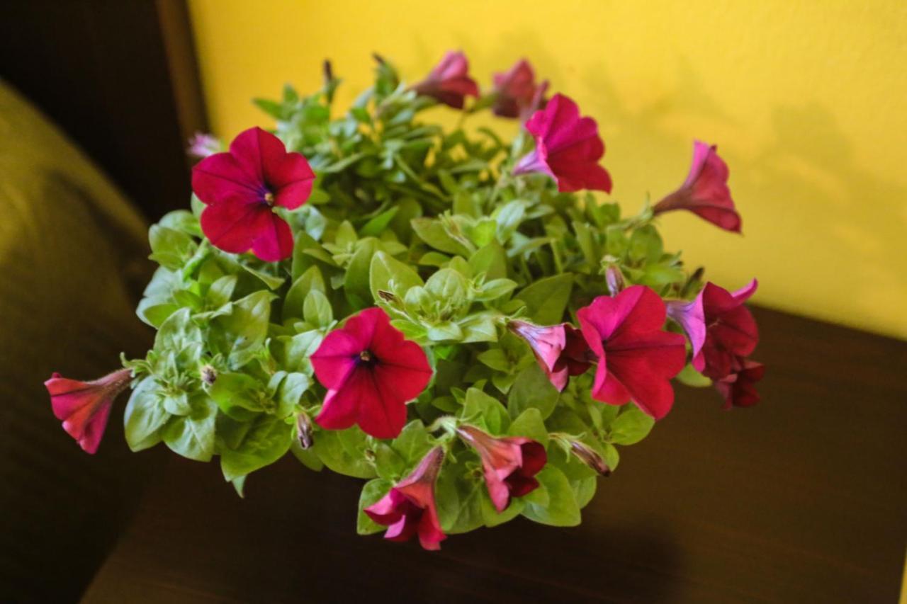 Hotel I Colori 3*